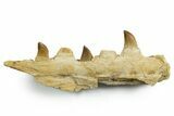 Fossil Mosasaur Jaw Section with Teeth - Morocco #353153-1